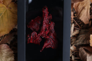 Dry Preserved Red Fox Lungs