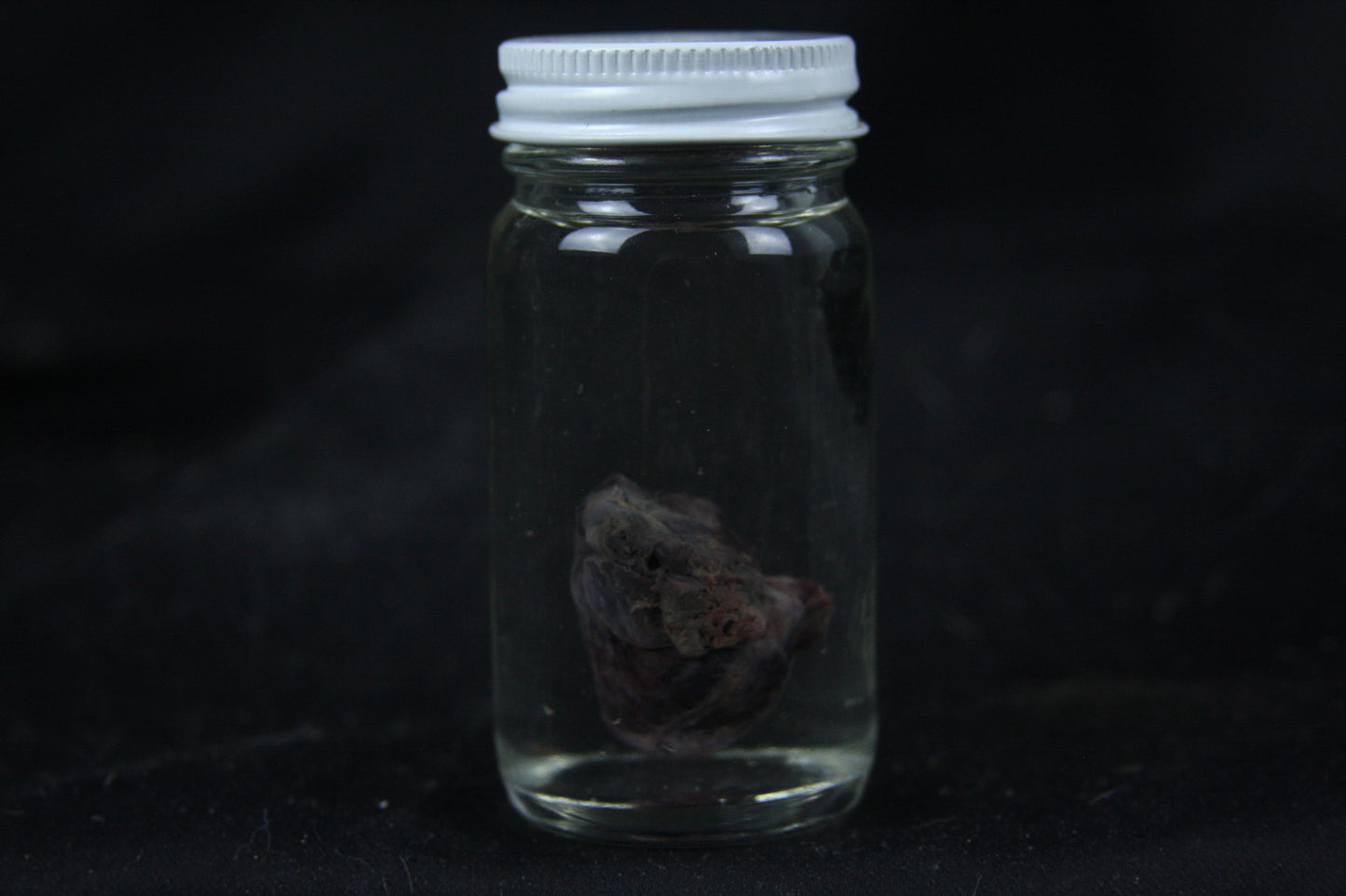 Opossum Heart Wet Specimen