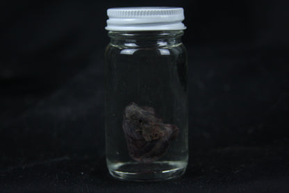 Opossum Heart Wet Specimen