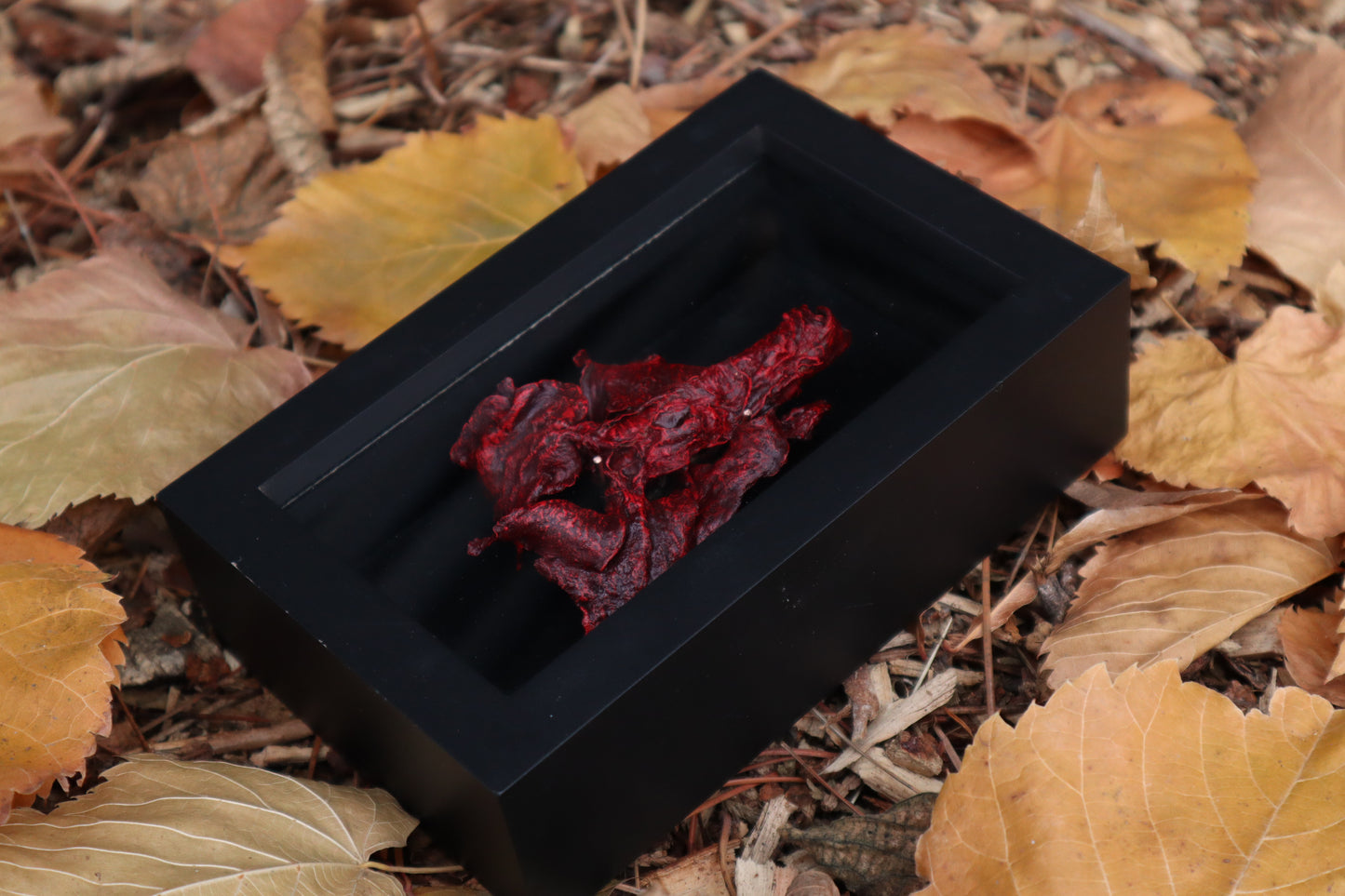 Dry Preserved Red Fox Lungs