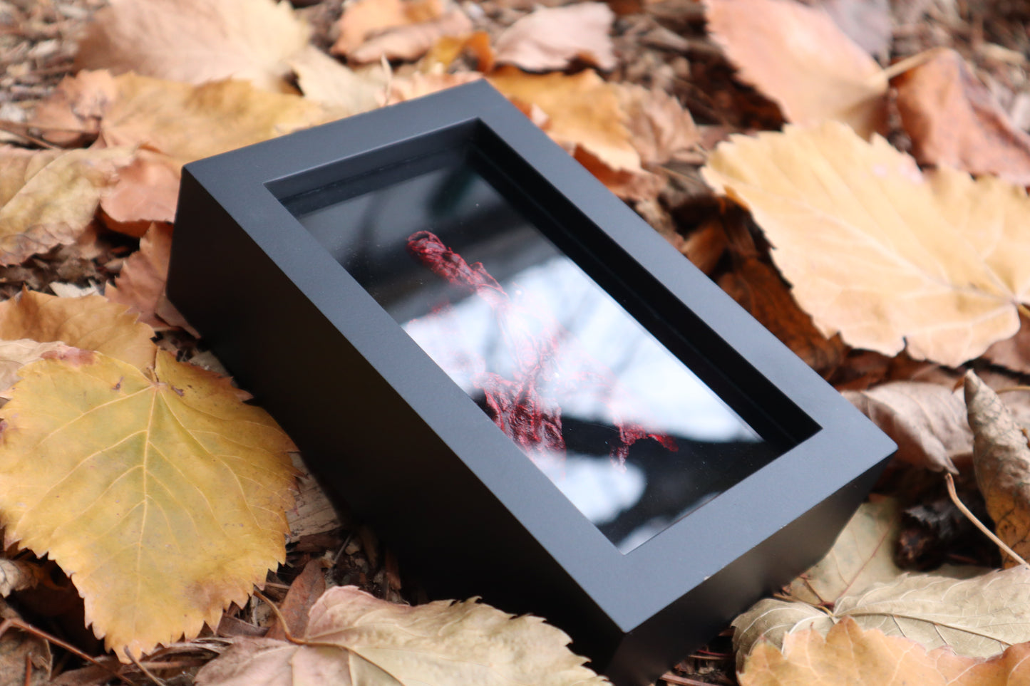 Dry Preserved Red Fox Lungs