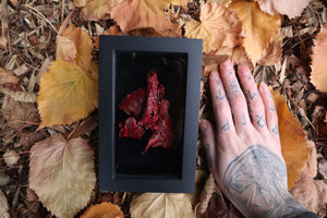 Dry Preserved Red Fox Lungs