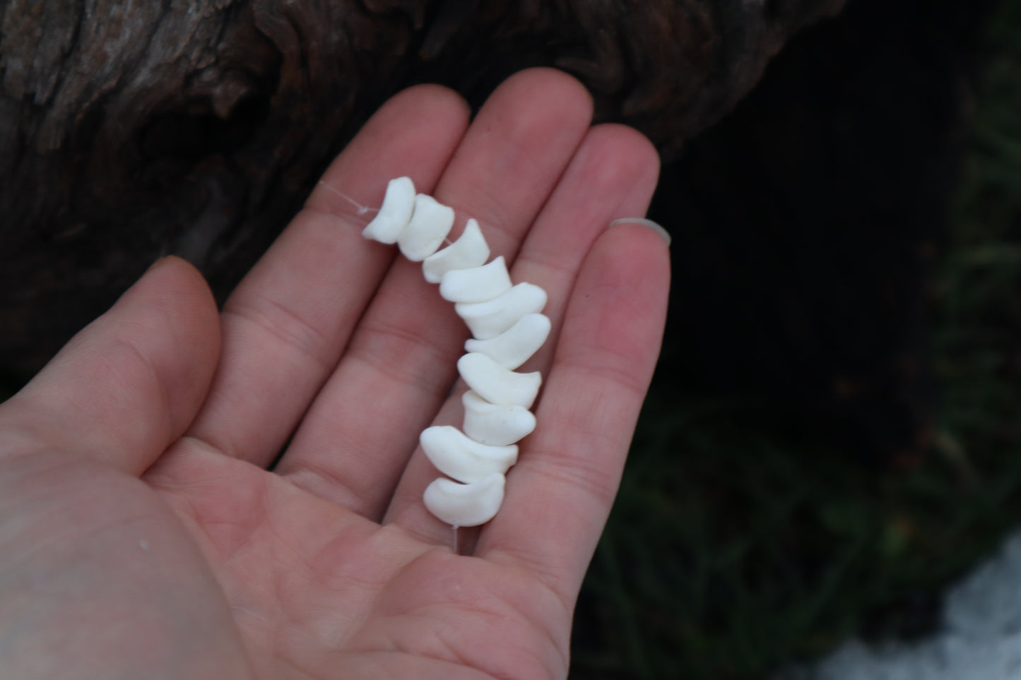 Gray Wolf Bone Beads
