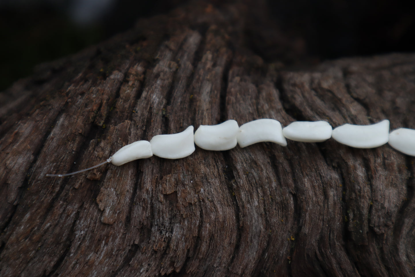 Gray Wolf Bone Beads