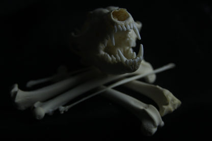 Disarticulated Red Fox Skeleton