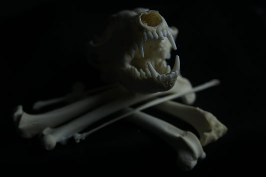 Disarticulated Red Fox Skeleton