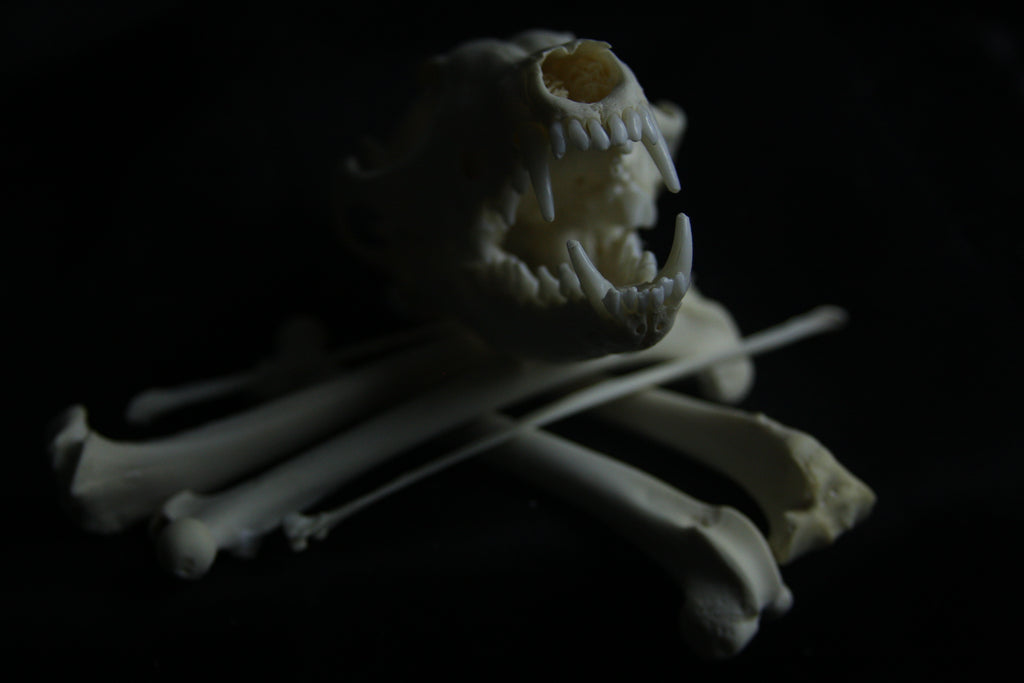 Disarticulated Red Fox Skeleton
