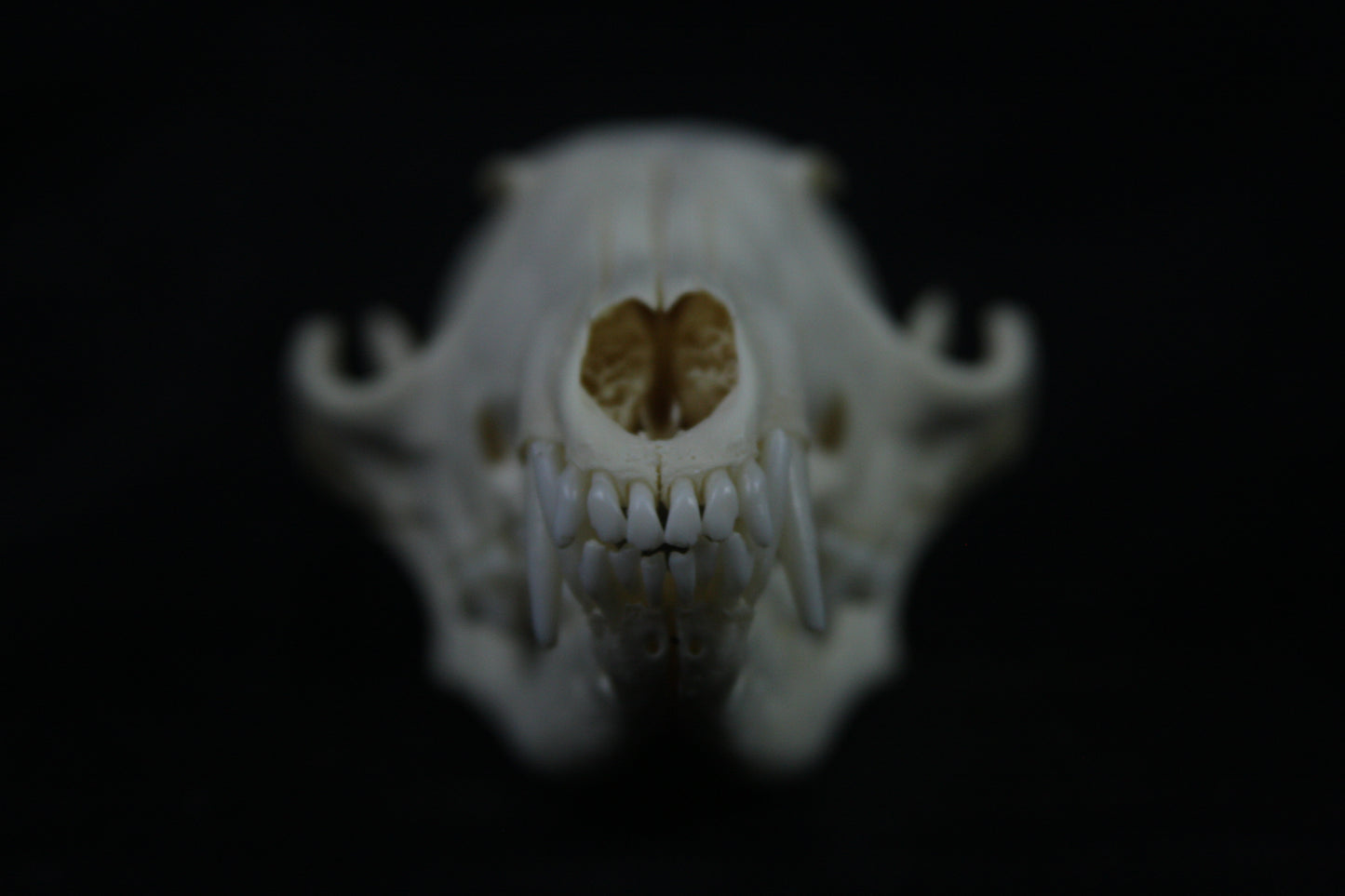 Disarticulated Red Fox Skeleton