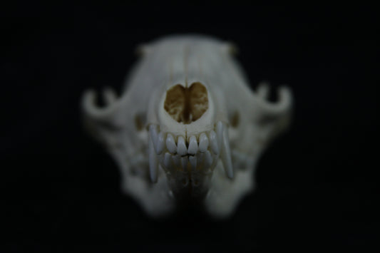 Disarticulated Red Fox Skeleton