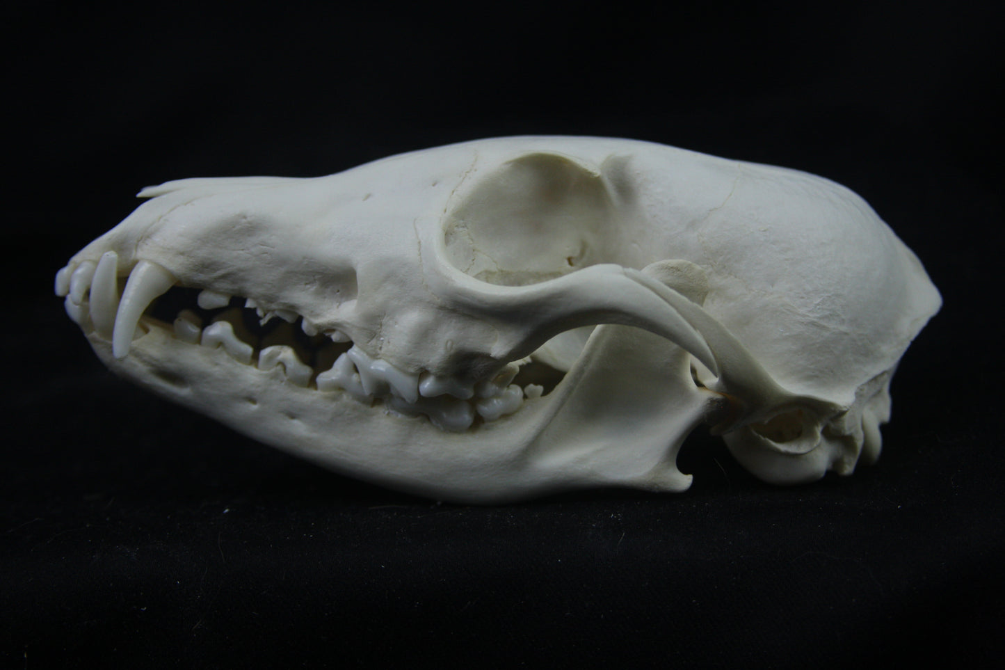 Disarticulated Red Fox Skeleton