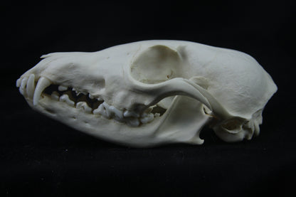 Disarticulated Red Fox Skeleton