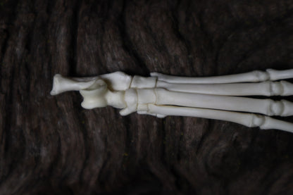 Kitten Paw Articulation