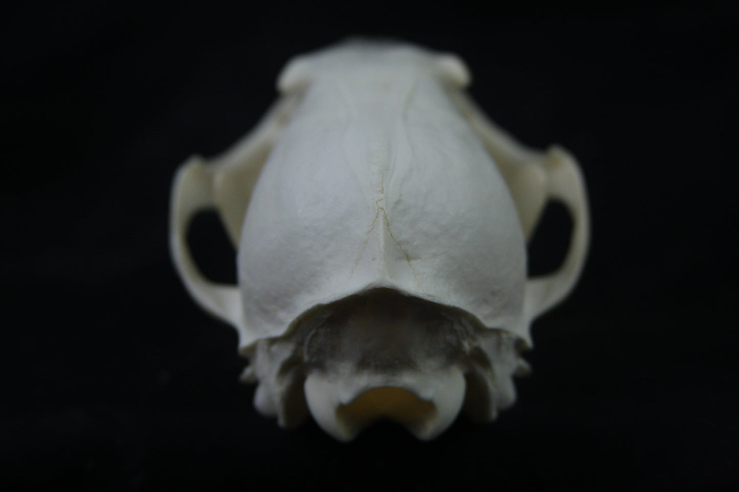 Disarticulated Red Fox Skeleton