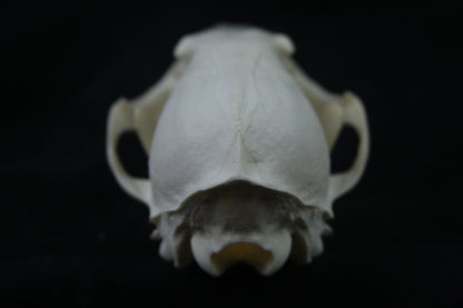 Disarticulated Red Fox Skeleton