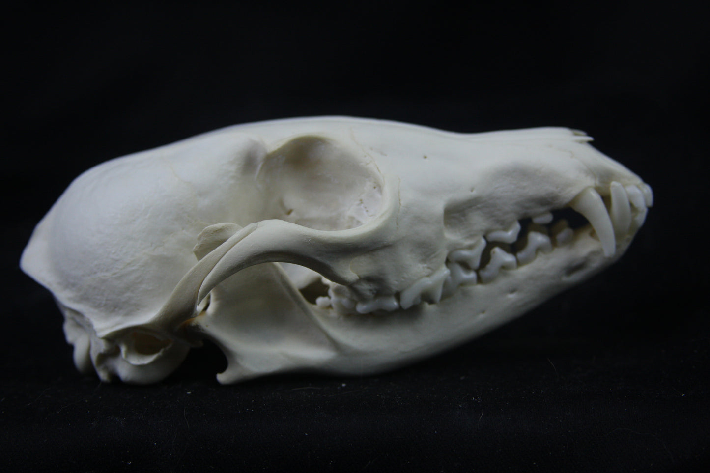 Disarticulated Red Fox Skeleton