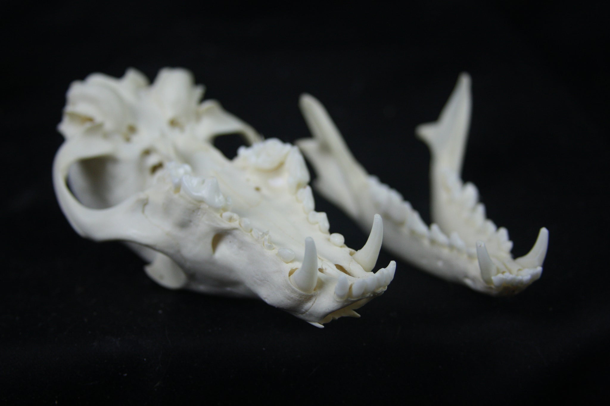 Disarticulated Red Fox Skeleton