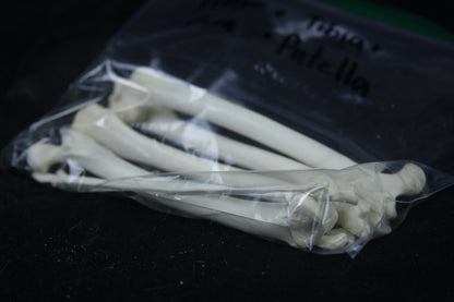 Disarticulated Red Fox Skeleton