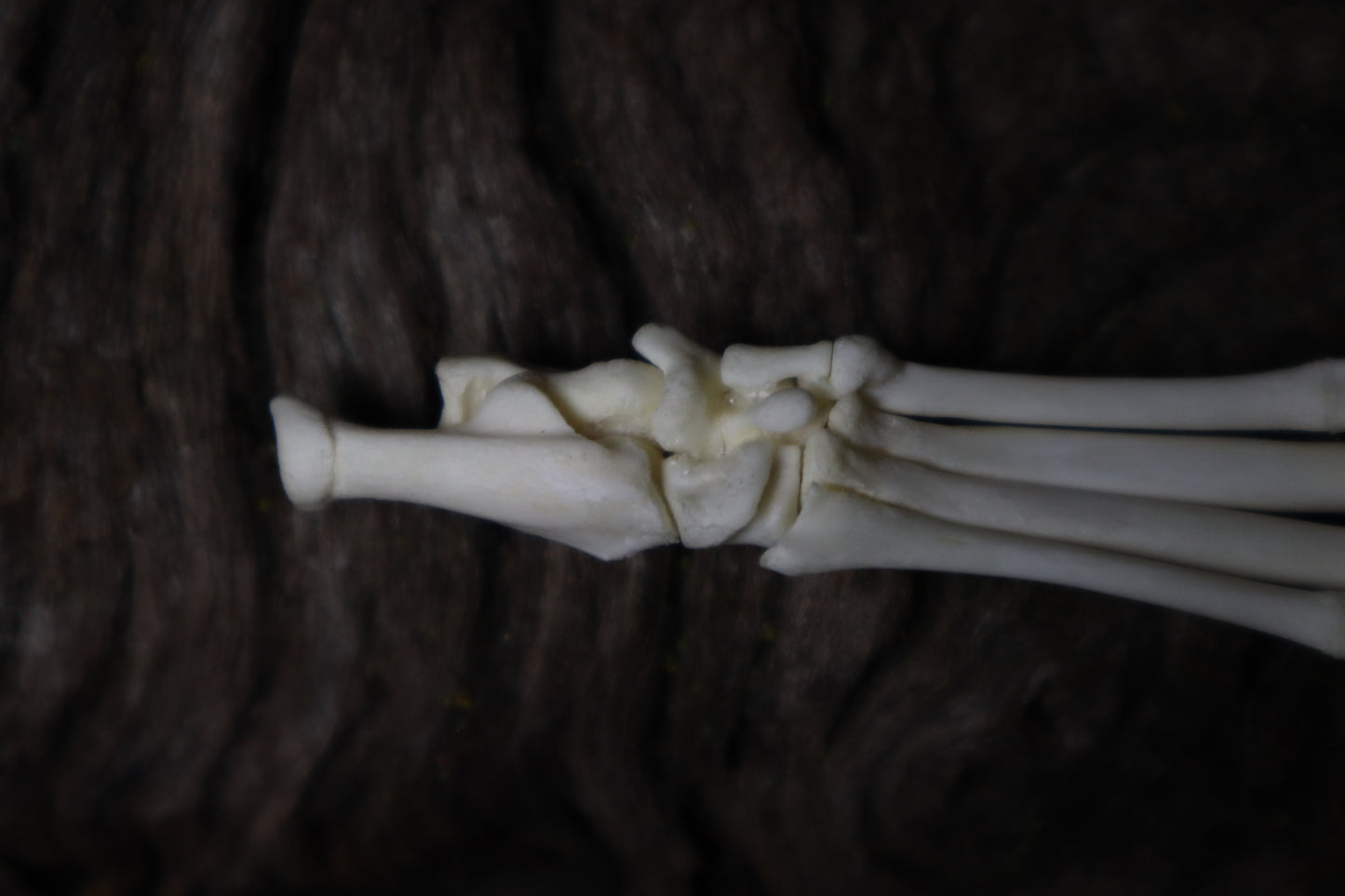 Kitten Paw Articulation
