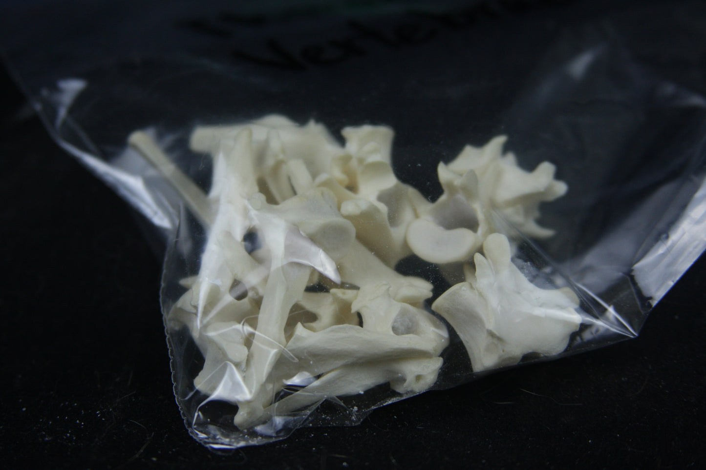 Disarticulated Red Fox Skeleton
