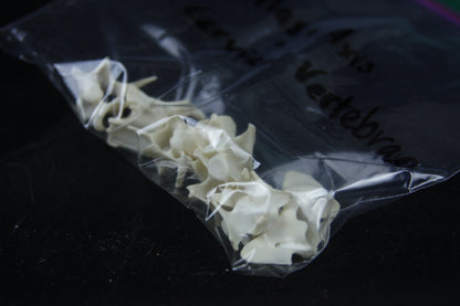Disarticulated Red Fox Skeleton