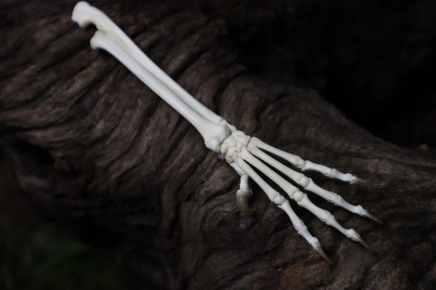 Kitten and Mouse Paw with Radius & Ulna Articulation