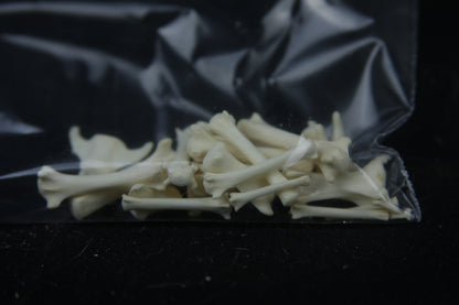 Disarticulated Red Fox Skeleton