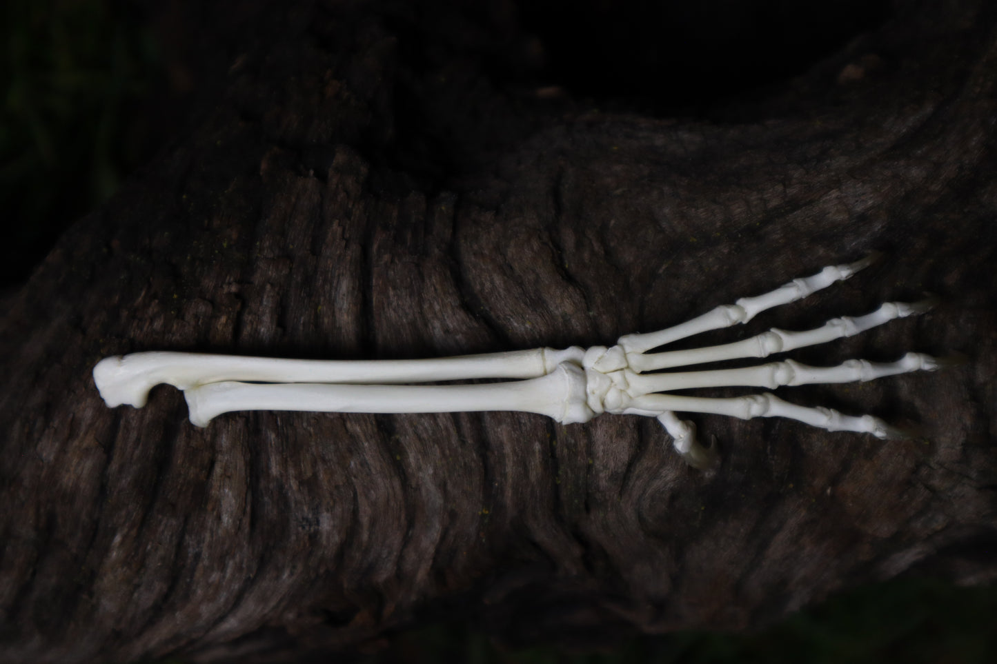 Kitten and Mouse Paw with Radius & Ulna Articulation