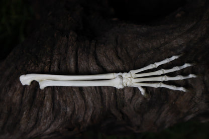 Kitten and Mouse Paw with Radius & Ulna Articulation
