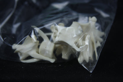 Disarticulated Red Fox Skeleton