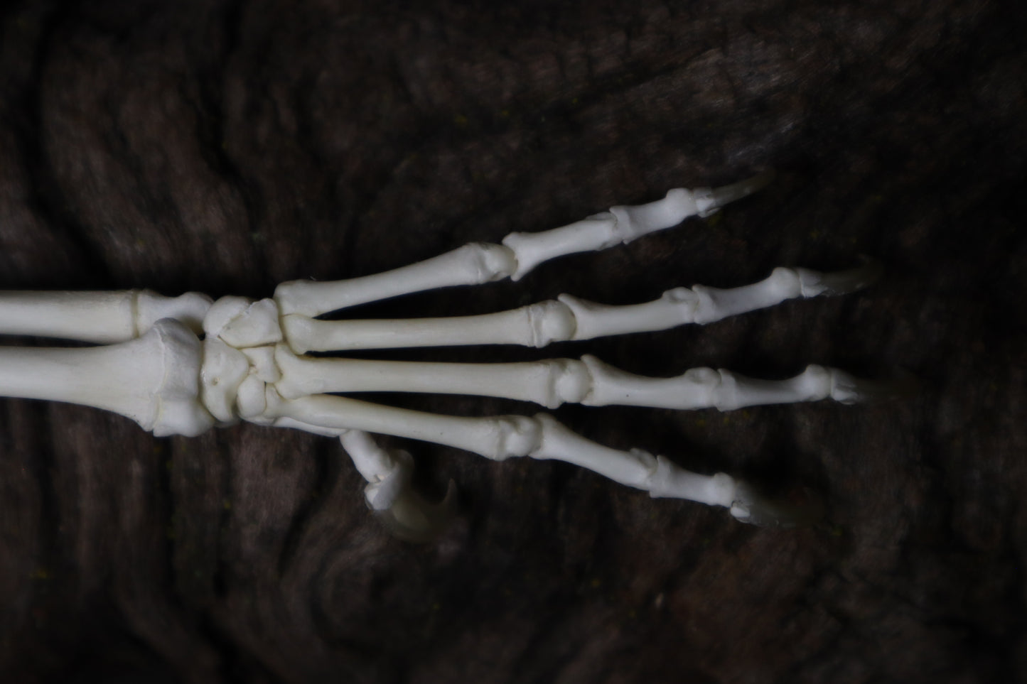 Kitten and Mouse Paw with Radius & Ulna Articulation