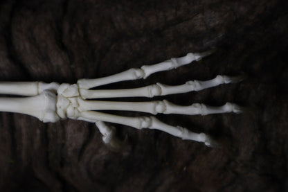 Kitten and Mouse Paw with Radius & Ulna Articulation