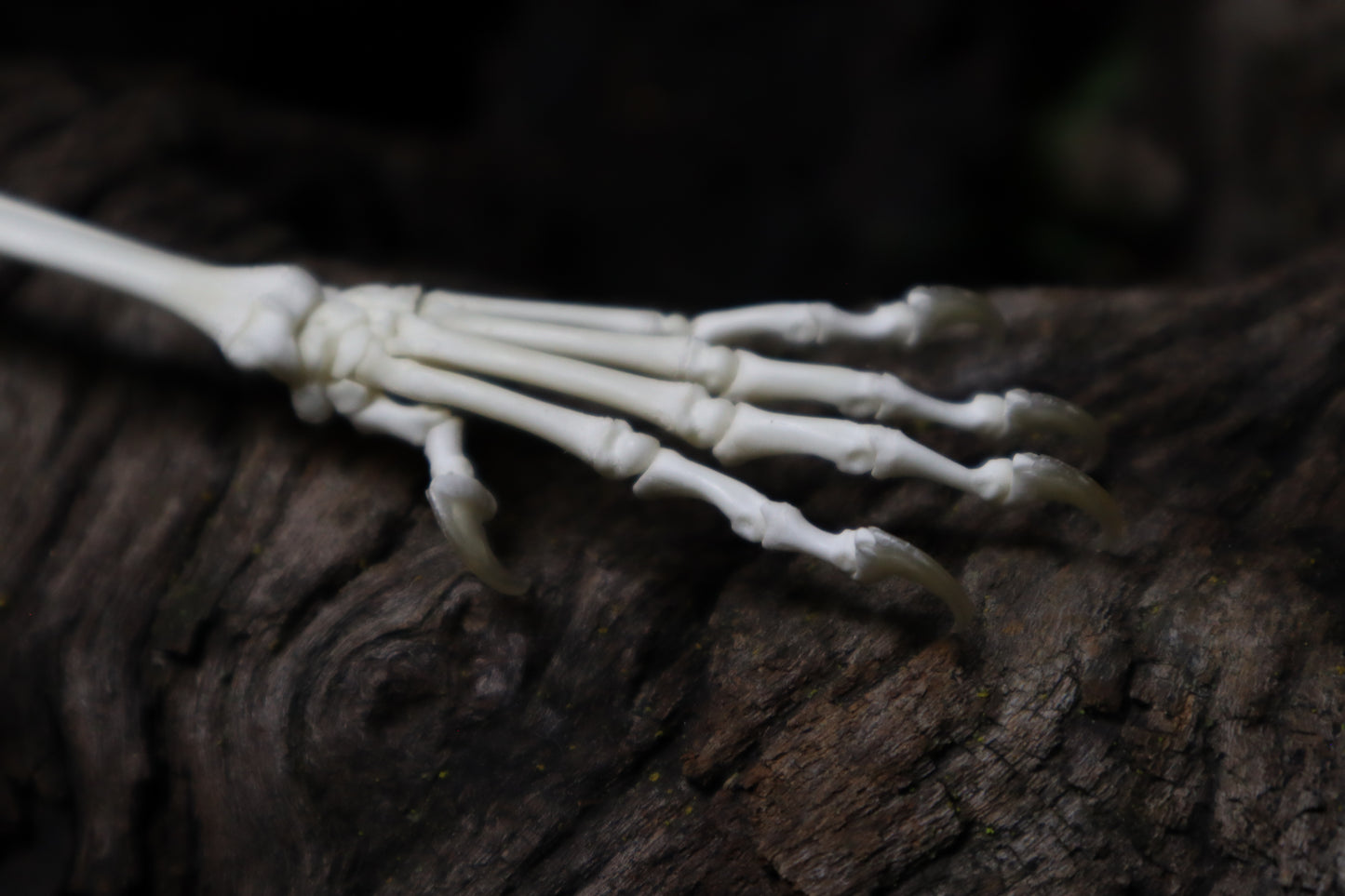 Kitten and Mouse Paw with Radius & Ulna Articulation