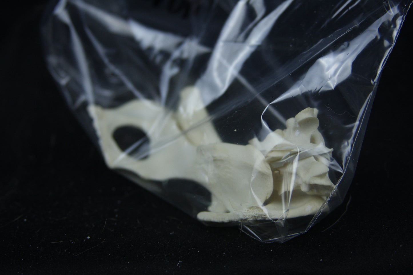 Disarticulated Red Fox Skeleton
