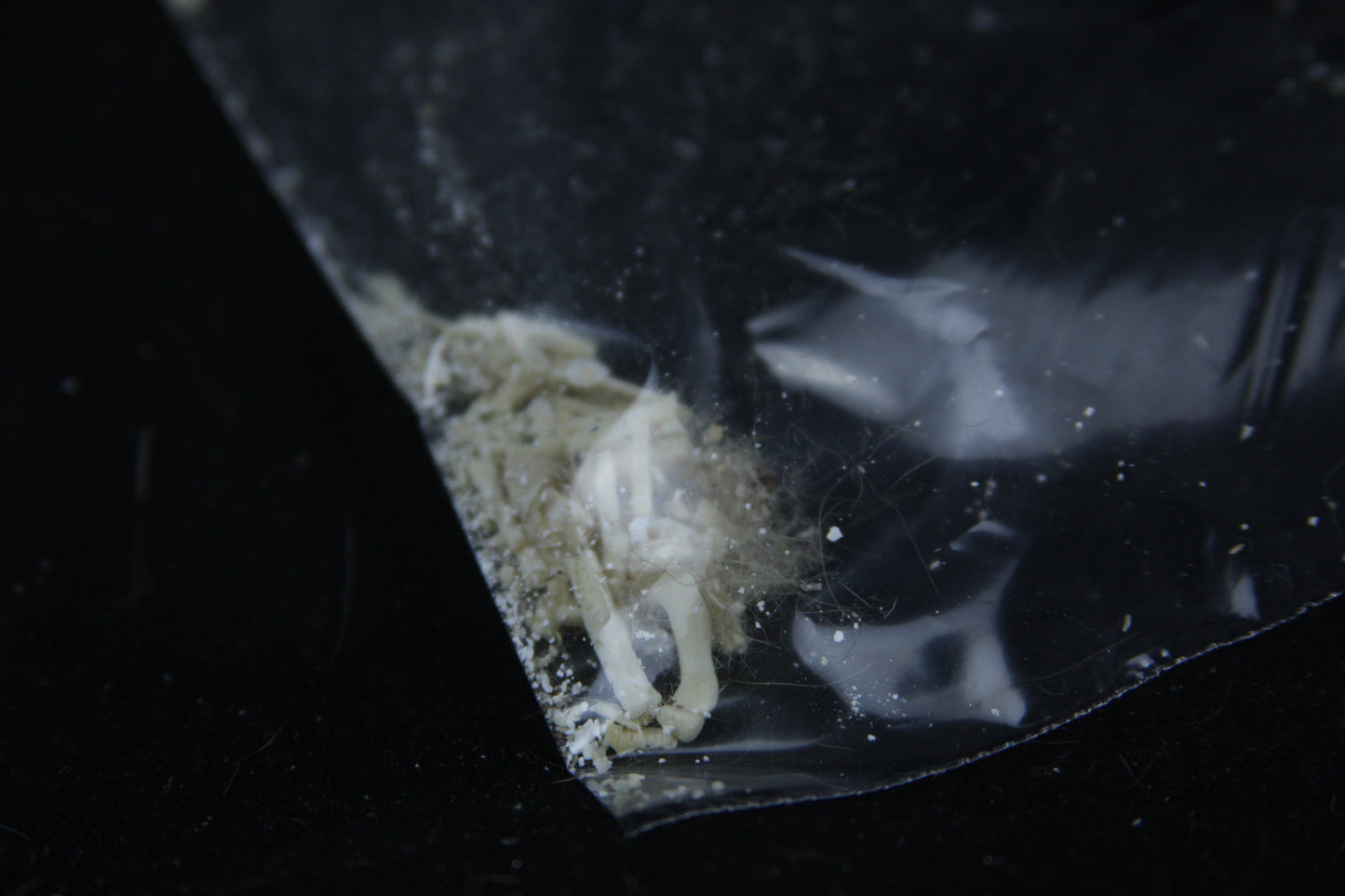 Disarticulated Red Fox Skeleton