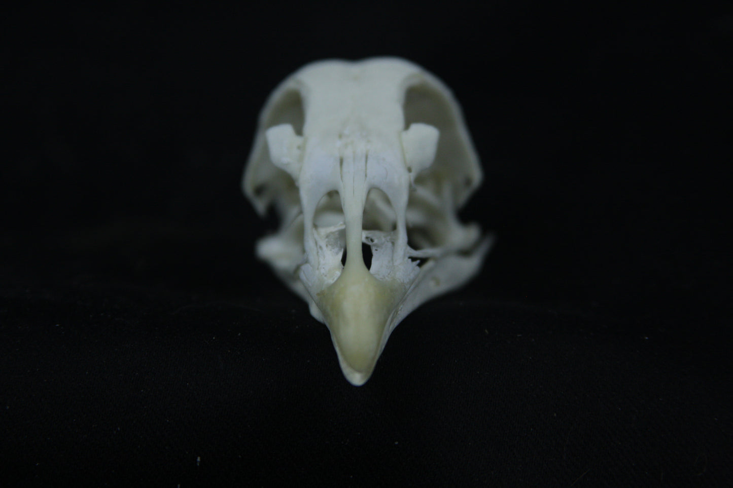 Chicken Skull