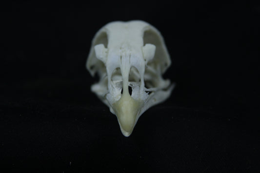 Chicken Skull