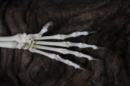 Kitten and Mouse Paw with Radius & Ulna Articulation