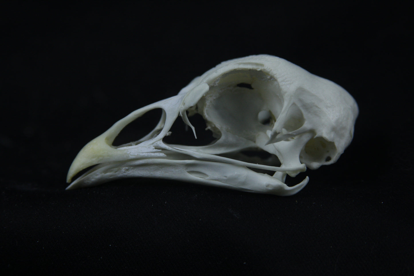 Chicken Skull