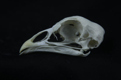 Chicken Skull
