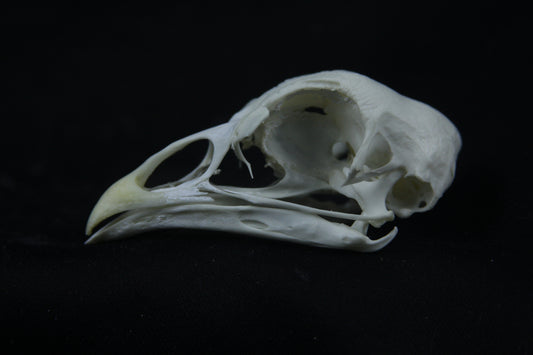 Chicken Skull