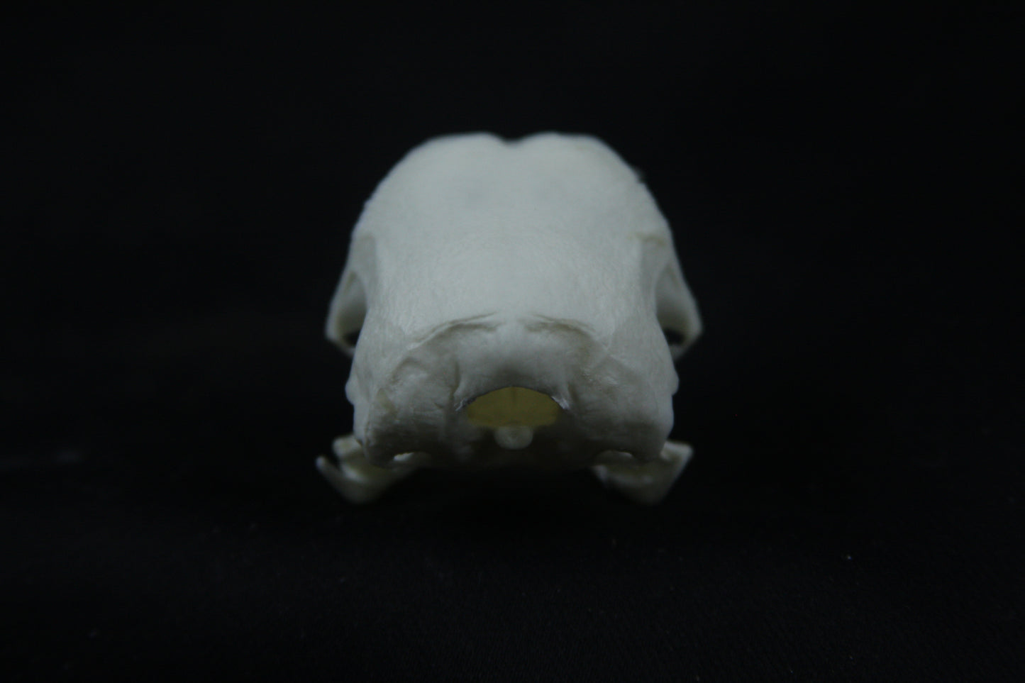 Chicken Skull
