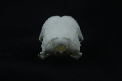 Chicken Skull