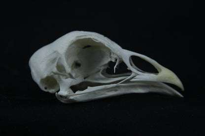 Chicken Skull