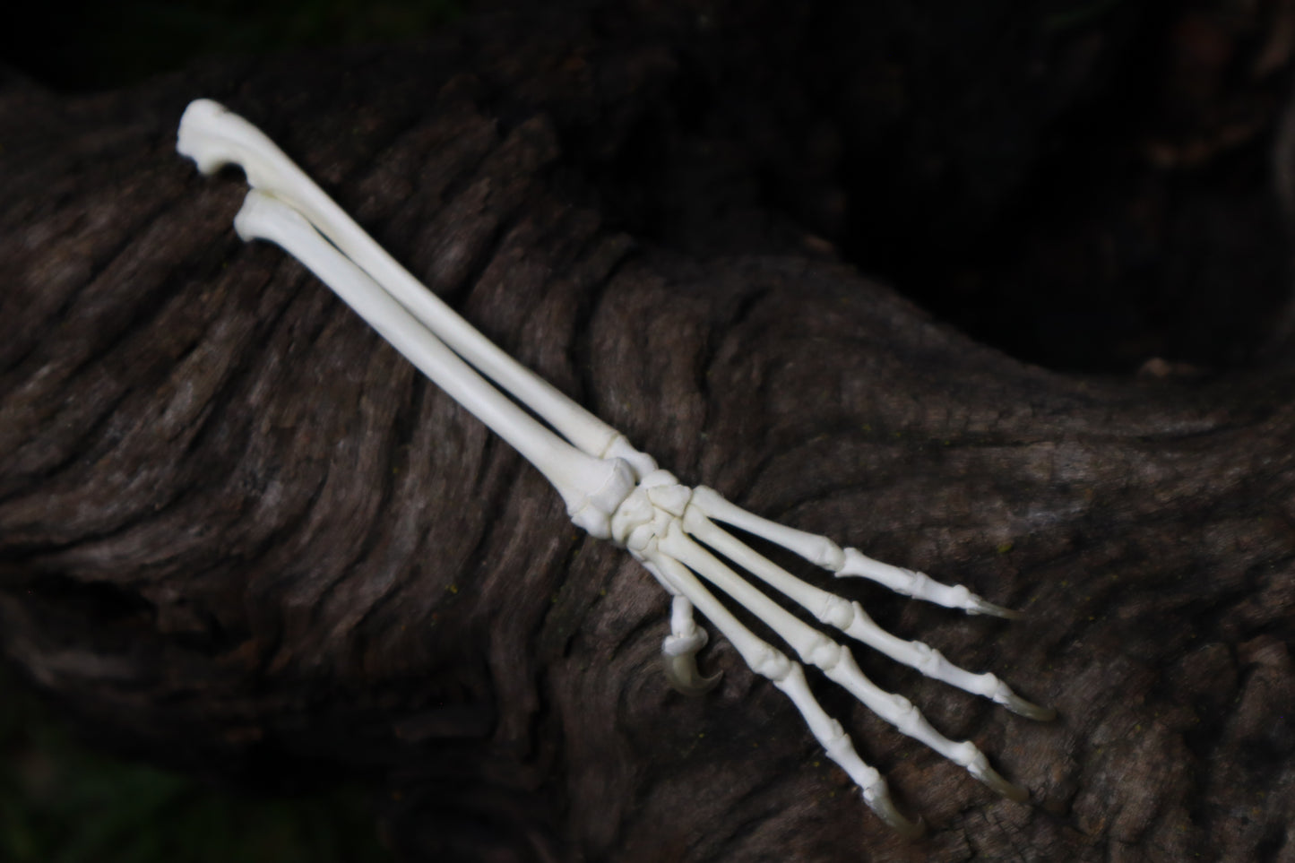 Kitten and Mouse Paw with Radius & Ulna Articulation