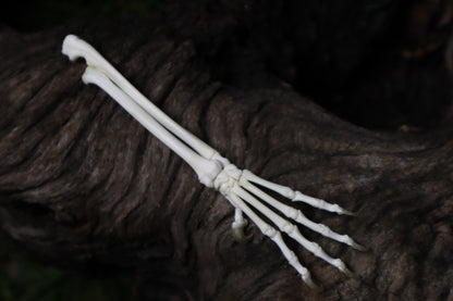 Kitten and Mouse Paw with Radius & Ulna Articulation