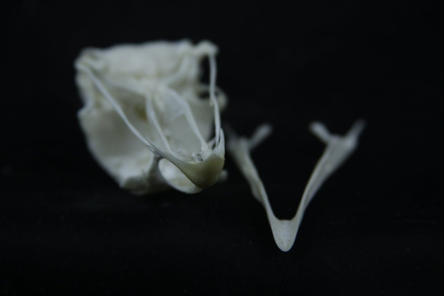 Chicken Skull