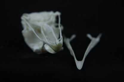 Chicken Skull