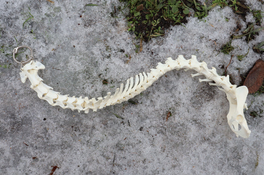 Red Fox Spinal Column Articulation