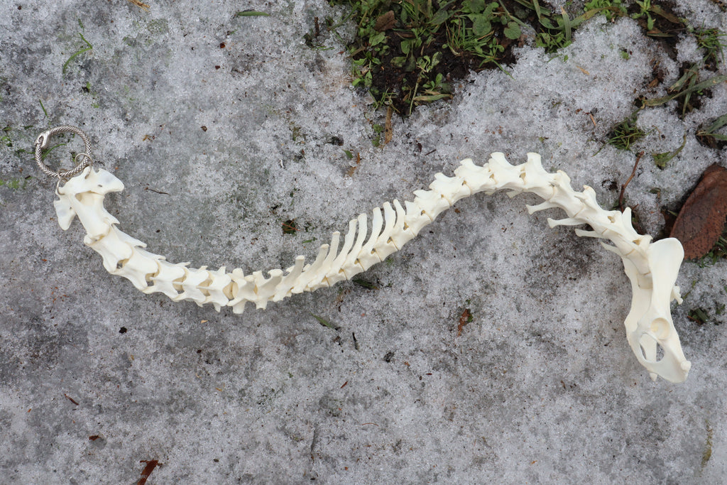Red Fox Spinal Column Articulation