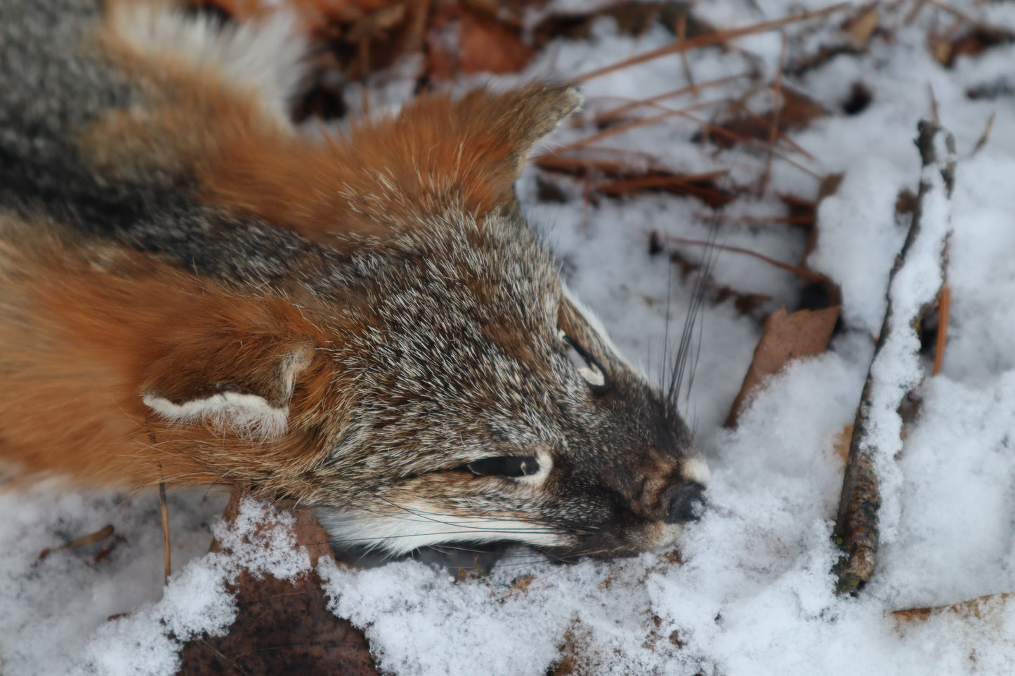 Reserved for Devyn - Gray Fox Pelt - Altar Cut